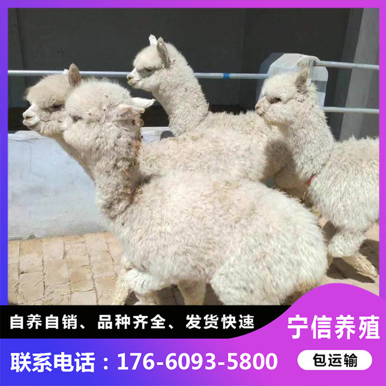 产仔羊驼出售 出售活体羊驼 大量供应羊驼幼崽