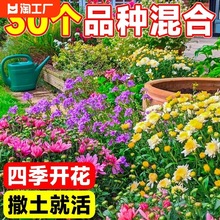 野花组合种子四季开花波斯菊格桑花易活花籽庭院室外绿化花种籽子