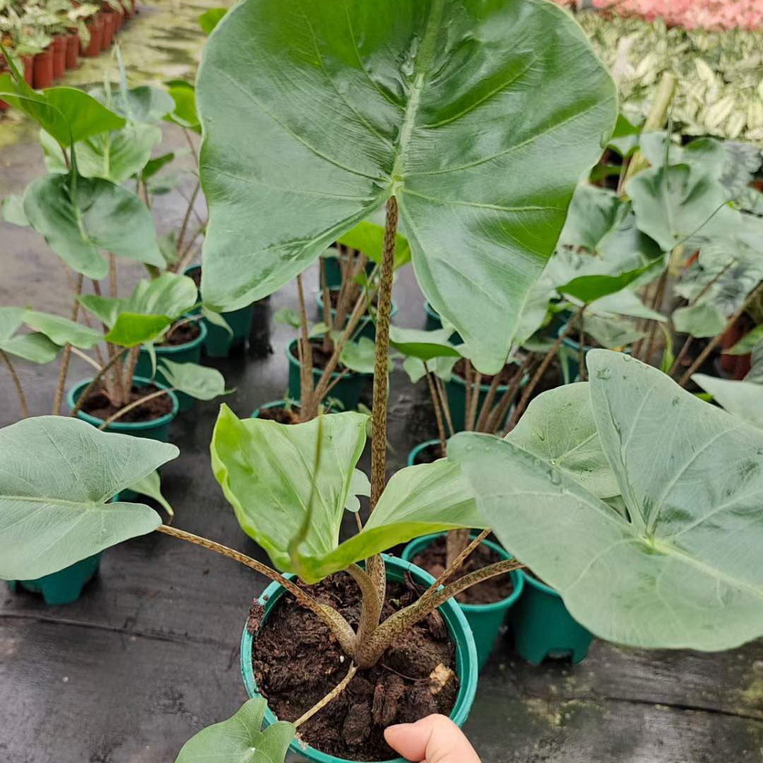 基地直供热带网红居家小盆栽花卉盆栽观叶植物05加仑黄貂鱼