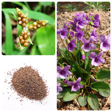紫花地丁种子中药材种子野堇菜光瓣堇菜种籽光萼堇菜观花四季播种