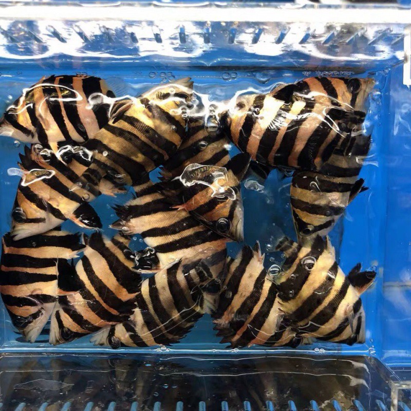 印尼虎鱼四纹虎鱼三纹虎鱼泰北虎鱼虎鱼苗大型观赏鱼
