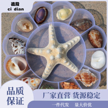 贝壳海螺批发海星礼盒装儿童海洋生物科普材料幼儿园礼物代发跨境