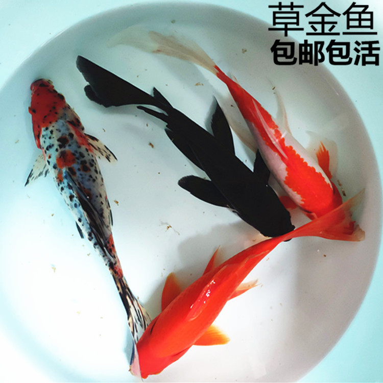 观赏鱼活体冷水鱼大锦鲫鱼红草金鱼红龙凤鲫鱼红鲫鱼大淡水鱼