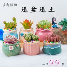 花盆多肉创意花盆植物组合盆栽含盆含土办公绿植花新手套餐萌肉热