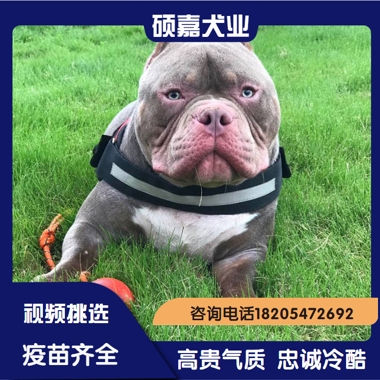 0成交0条更多美国恶霸犬狗幼犬厂家美国恶霸犬狗幼犬