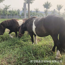 设特兰矮马价格 去哪里买设特兰矮马 萌宠骑乘矮马多少钱一只矮马