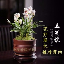 兰花苗浓香3包开花玉芙蓉金边矮种浓香型一件批发厂家代发亚马逊