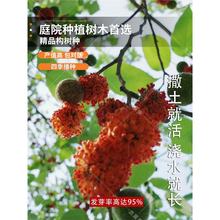 构树种子 构桃树 构乳树 楮树 楮实子 沙纸树假杨梅 杂交构树种子