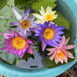 睡莲水-睡莲水批发,促销价格,产地货源 - 阿里巴巴