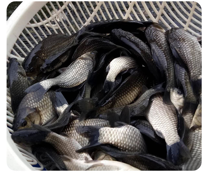 渔场供应大量批发鲫鱼苗 中科5号鲫鱼苗批发巨鲫鱼苗快大种鲫鱼苗