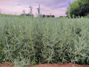 出售红柳籽 籽播红柳树苗 优质毛货红柳种子-阿里巴巴