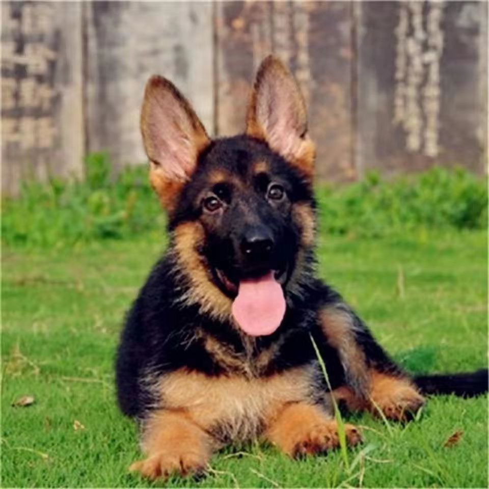 德牧幼犬活体出售德国牧羊犬幼犬纯种活物中型工作护卫德国牧羊犬