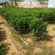 福建球型非洲茉莉绿化货基地批发 工程苗非洲茉莉地被规格齐全