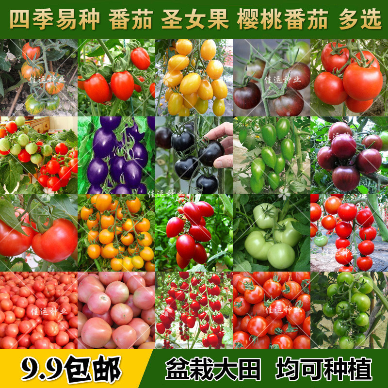 一件代发番茄种子大全阳台盆栽圣女果樱桃大小西红柿粉果四季易播