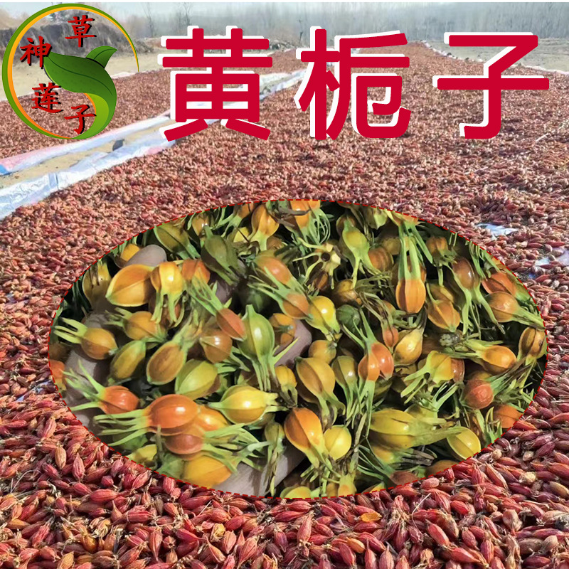散装栀子 湖北江西野生种植黄栀子中药材整箱批发 包