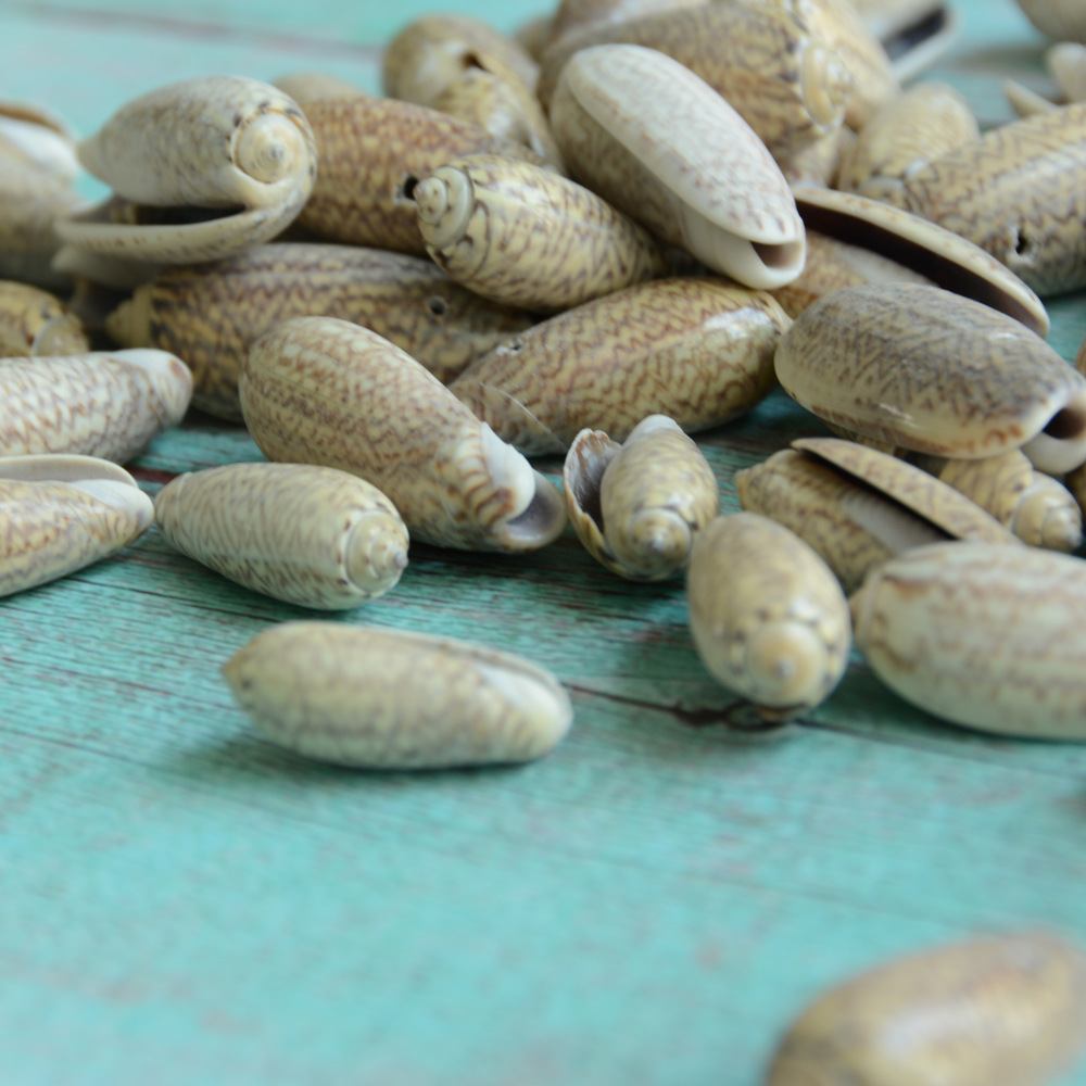 福海人家/仙女螺 工艺品原材料批发 鱼缸水族箱造景摆件 批发海螺