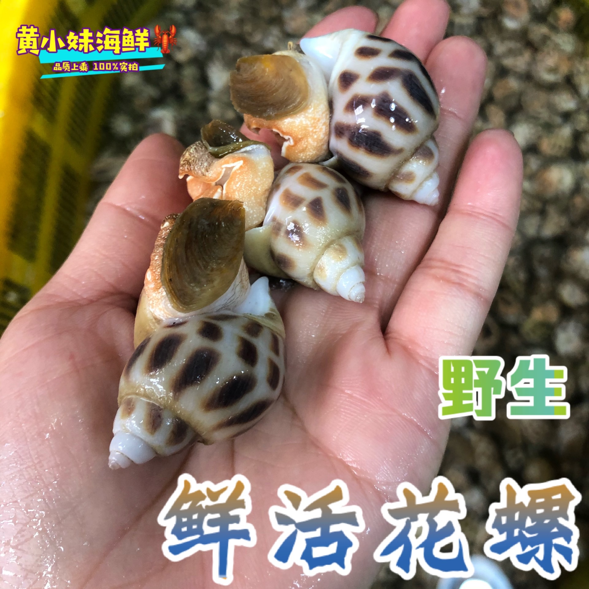 新品海南省鲜活野生花螺生猛超大东方螺香螺无沙贝类500g-阿里巴巴
