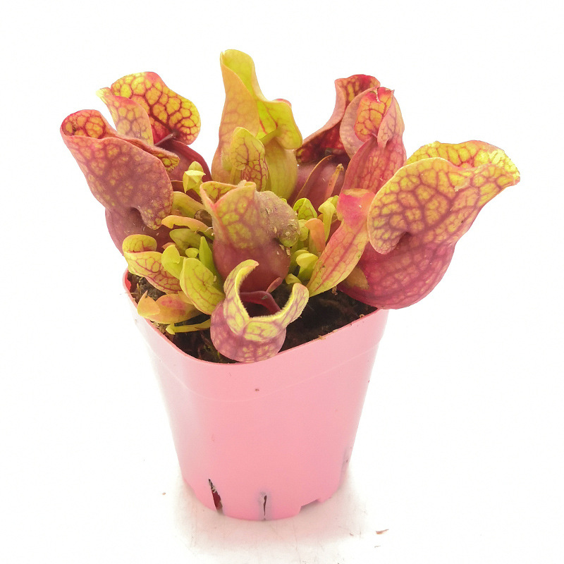 菲朗食虫植物 四大名捕新奇特捕蝇草瓶子草猪笼草茅膏菜新手易养