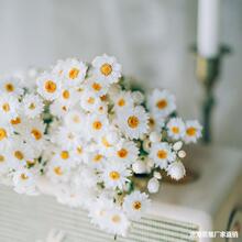 罗丹斯小雏菊干花鲁丹鸟风干真花舒雅家居装饰摄影干花摆件