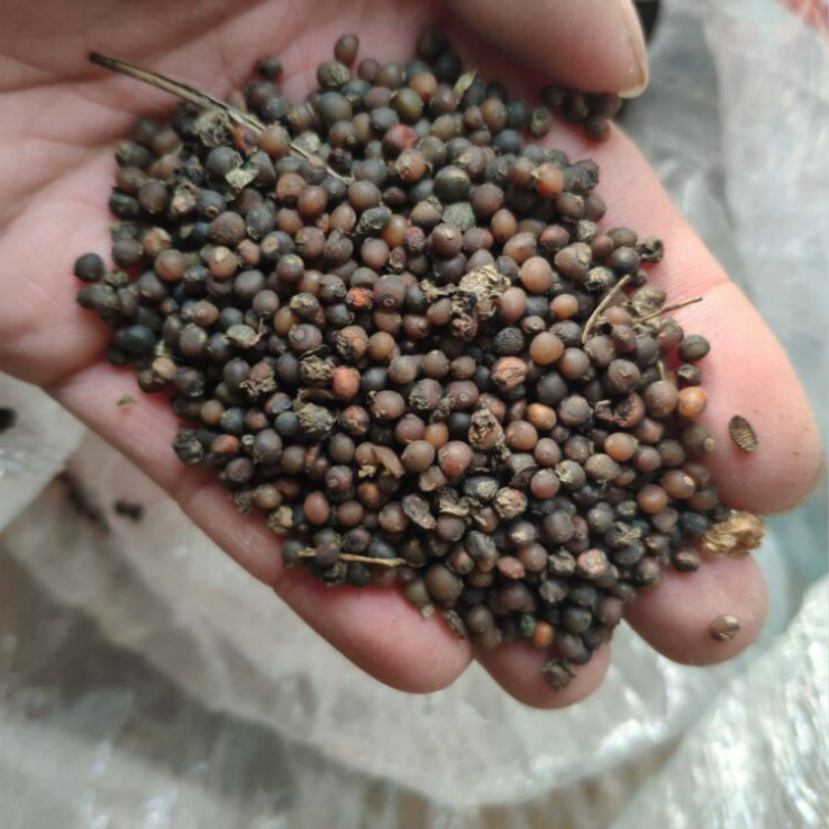 新采收中药材种子 鸡头黄精种子 老虎姜 免费提供播种技术 好发芽