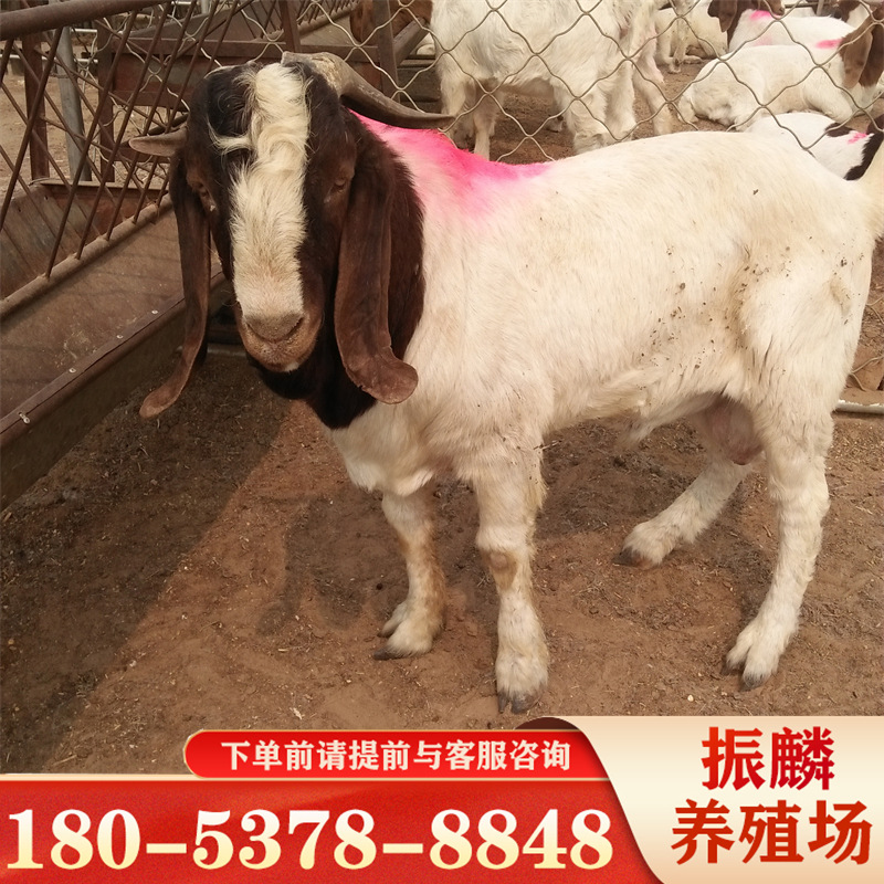 出售活体三个月以上的波尔山羊 甘肃青海山羊价格一斤-阿里巴巴