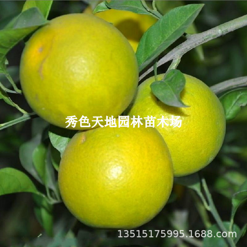 果树苗桔子树苗 柑橘苗橘子树苗无核蜜桔苗 石门柑橘 温州蜜桔苗