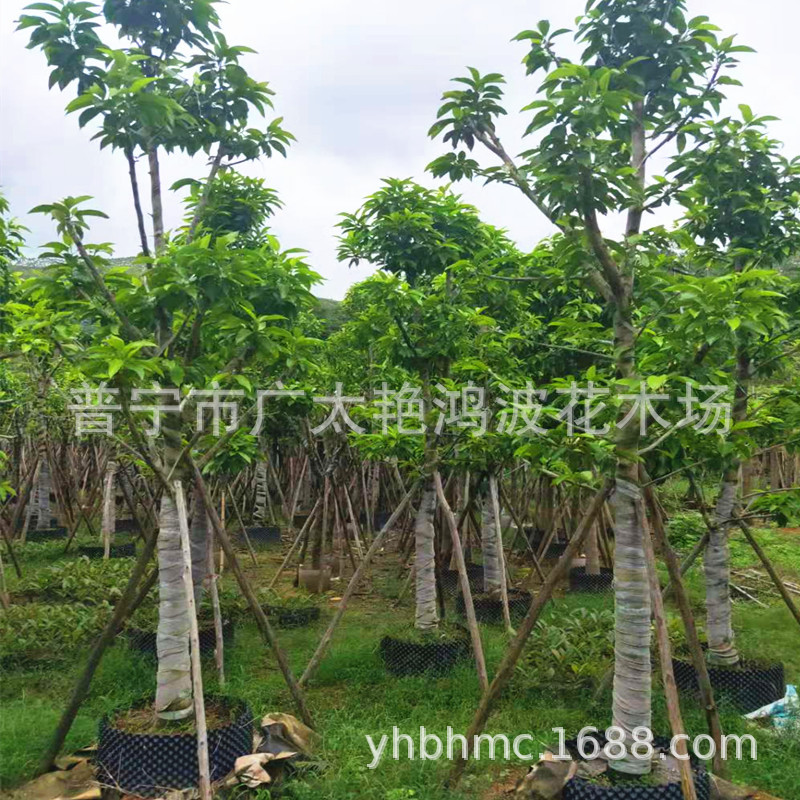 袋装苗,地苗,海南黄花梨,秋风,大叶紫薇,樟树,非洲茉莉,羊蹄甲,盆架子