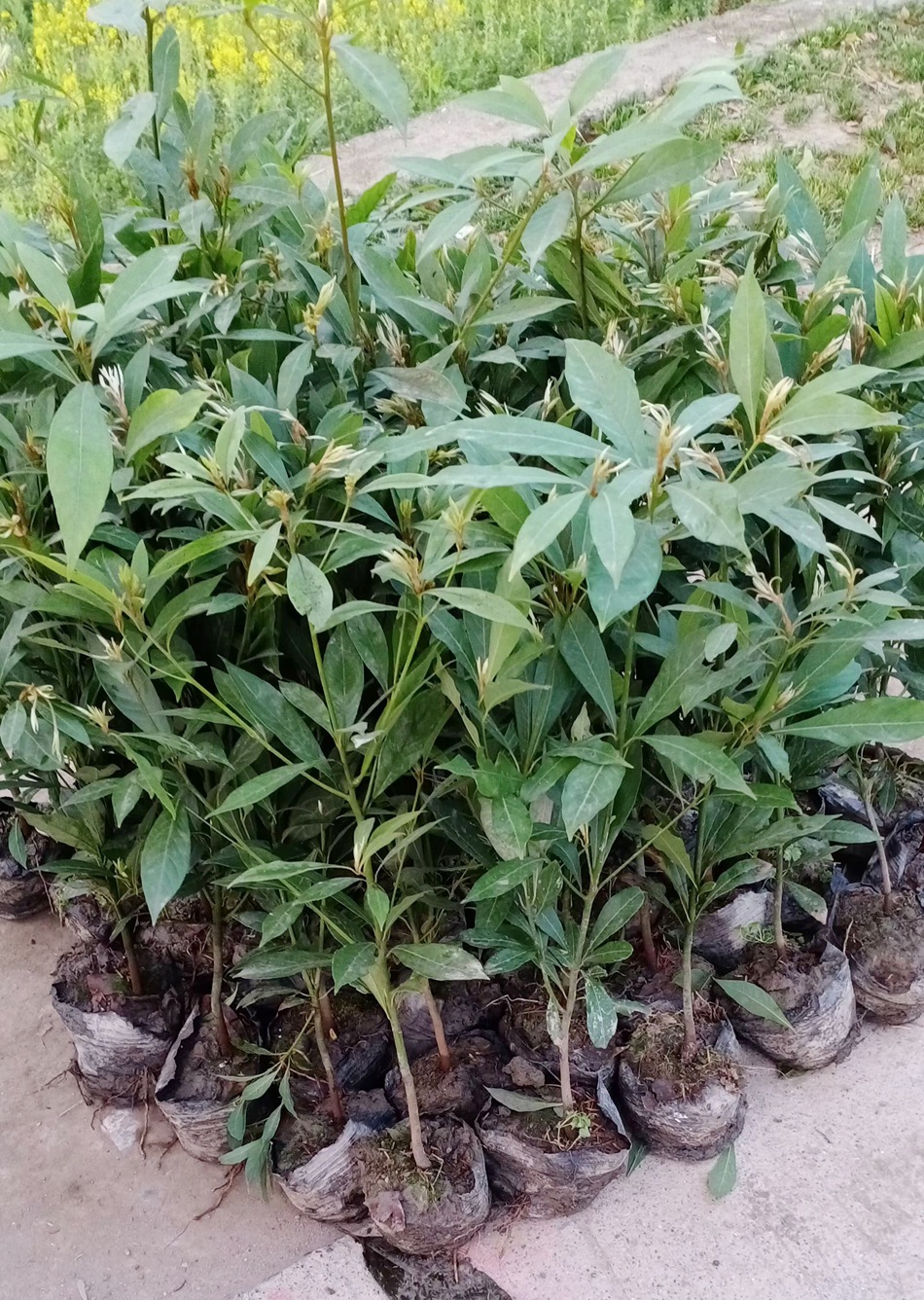 小叶桢楠杯苗 金丝楠木 细叶桢楠苗子 四川园林绿化苗木