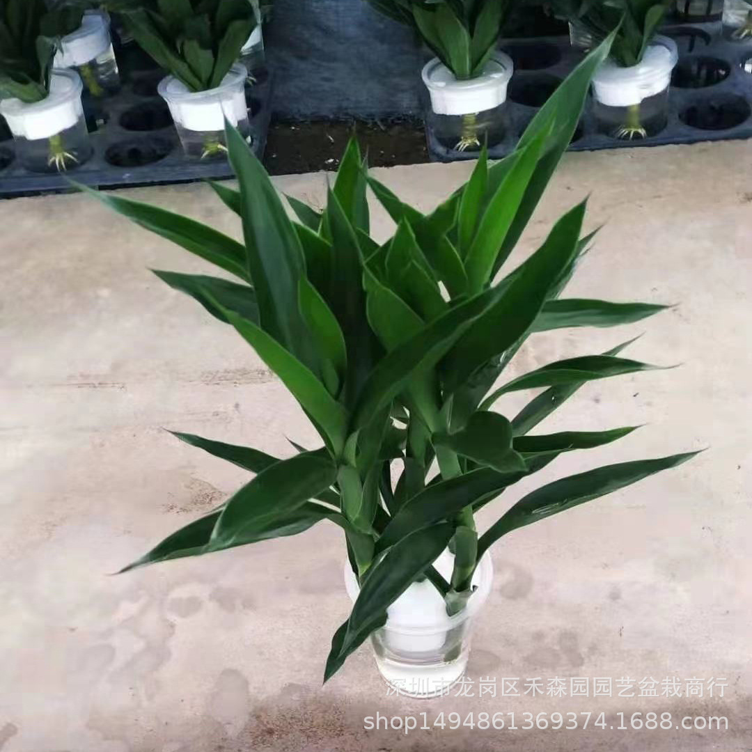招财开运节节高富贵竹水培植物客厅室内四季绿植好养易活基地批发