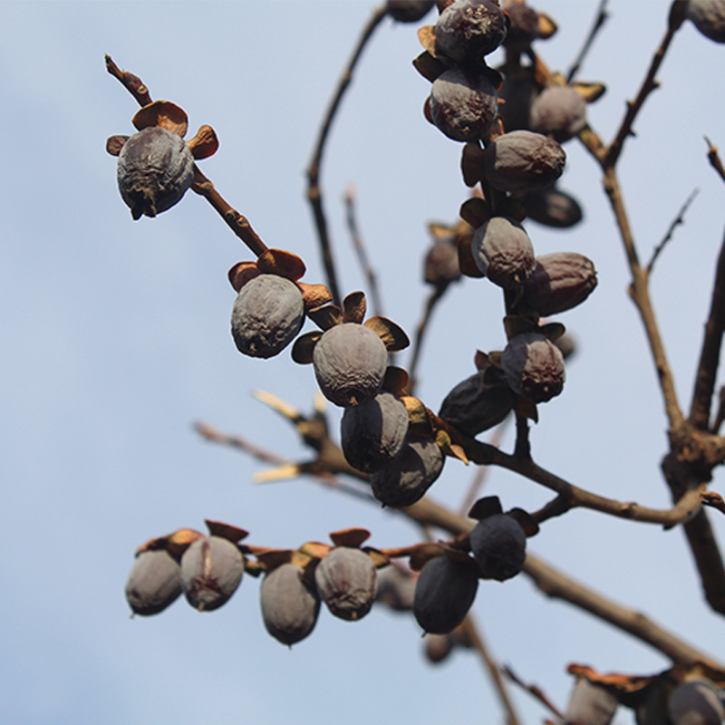 黑枣 免洗大乌枣河北涉县软枣无核500g
