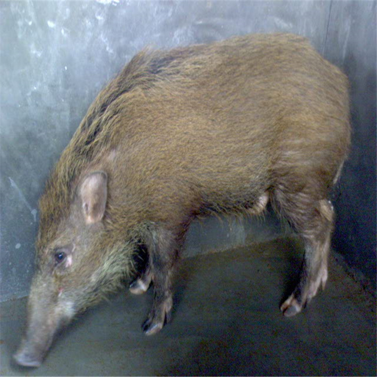二代野猪育肥猪仔批发 特种野猪种苗活体幼崽价格成年怀孕母猪