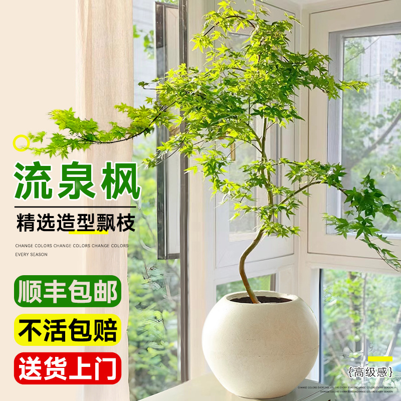 鸡爪槭青枫盆栽树苗造型绿植室内大型禄植阳台好养活易活四季常青