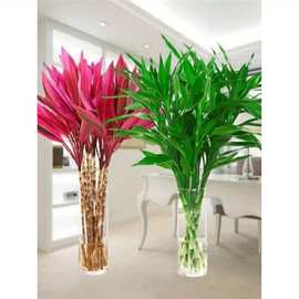 富贵竹水养花卉转运竹水培植物盆栽观音四季室内净化空气.