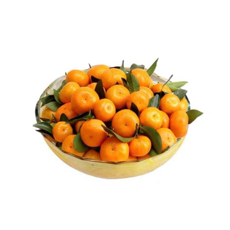 预售 江西南丰蜜桔小贡桔砂糖橘子当季新鲜现摘水果沃柑整箱5/10