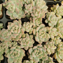 粉蔓 多肉植物 穴盘苗 组合肉肉盆栽 办公室绿植花卉 特价