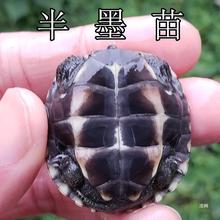 龟苗墨龟苗全黑小乌龟活物黑腹外塘草龟苗宠物水龟龟跨境批发