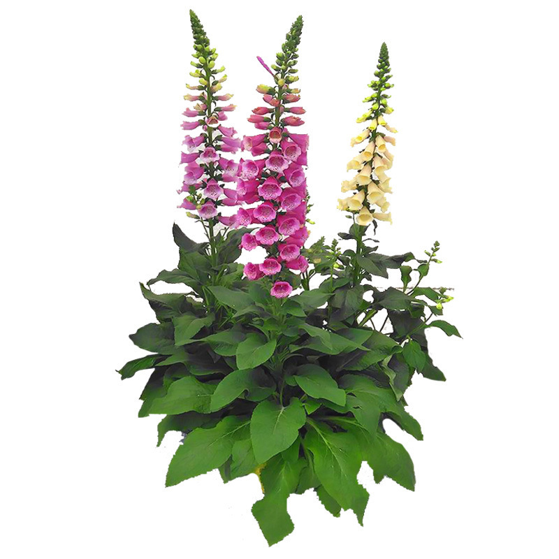 毛地黄种子混色 四季易种趣味观赏盆栽花 多年生花园花境花卉植物