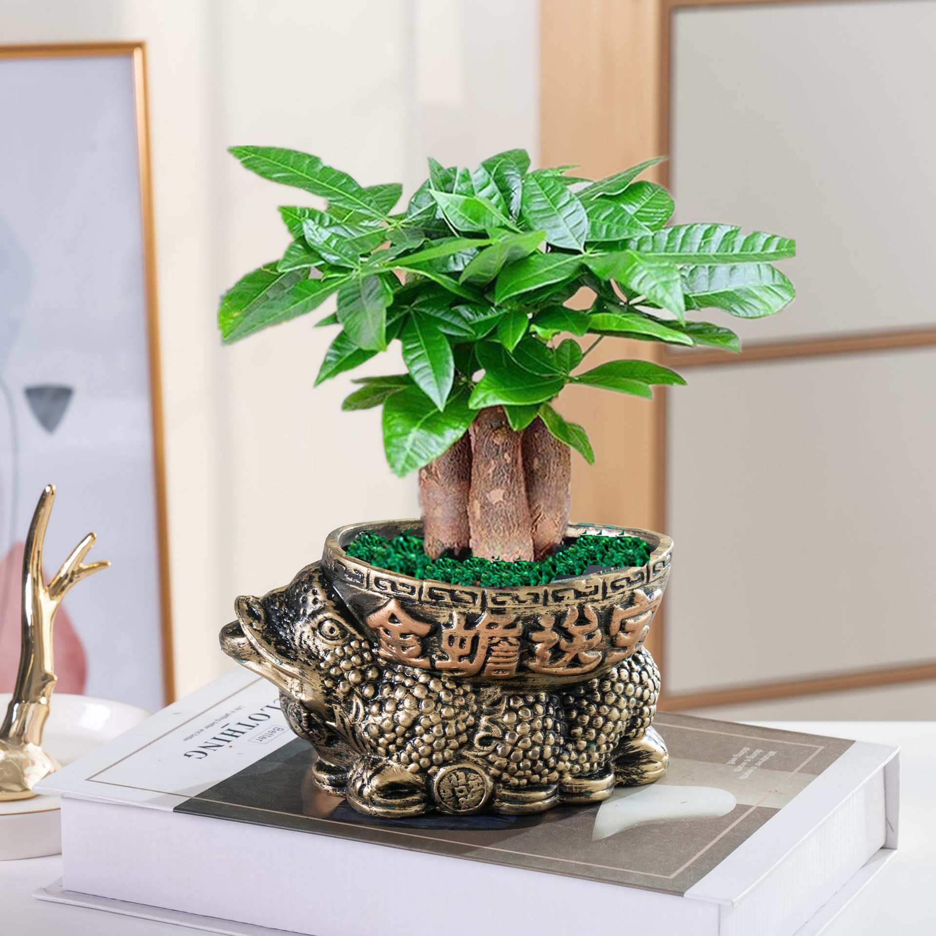 发财树懒人盆栽转运摇钱树绿植盆景办公室内植物客厅净化空气花卉