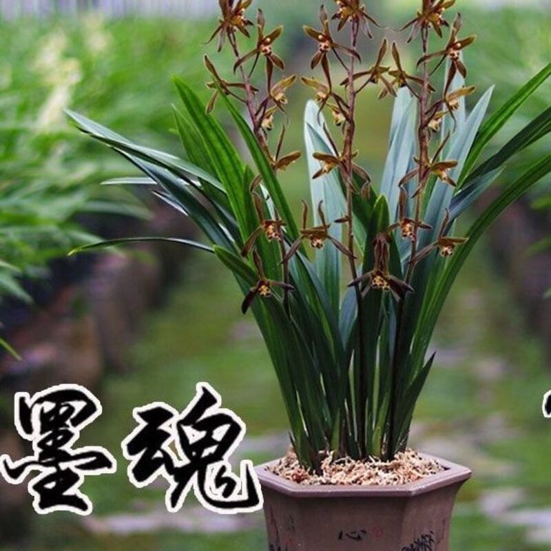 当年开花兰花墨兰春节开花花期 国香牡丹-阿里巴巴