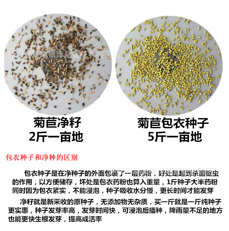 批发优质牧草种子 大叶菊苣种子 多年生高营养肥猪菜种子宽叶高产
