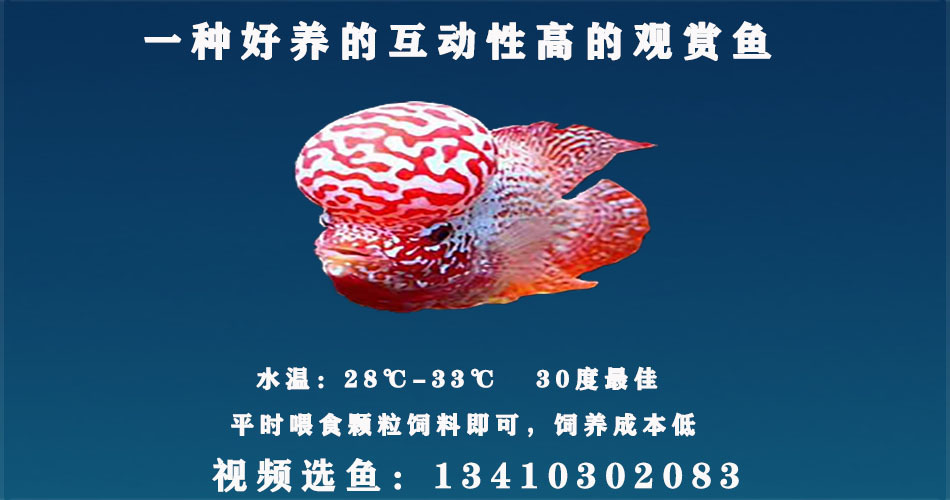 好看的鱼淡水罗汉鱼火凤凰起头大苗大型热带鱼混养观赏鱼中型水族