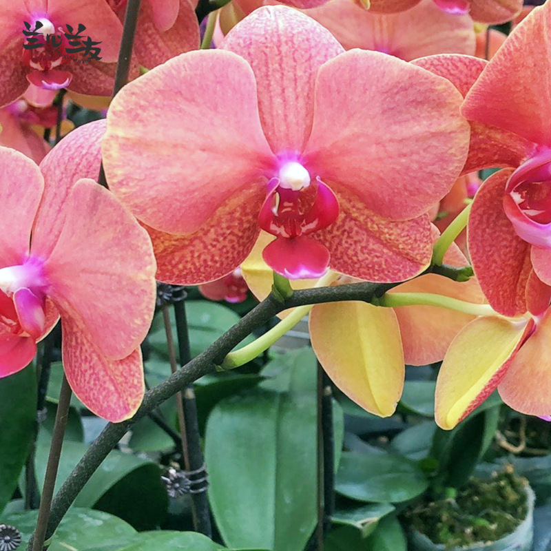 5寸蝴蝶兰植物-金桔】鲜花兰花带花苞甘肃基地现货直发批发