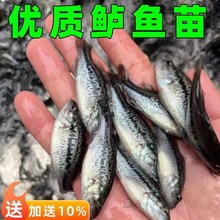 鲈鱼苗特大加州鲈鱼苗可食用大口黑鲈路亚凶猛肉食养殖淡水鲈鱼苗