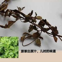 潮汕特产草果草粿草黑凉粉烧仙草原料仙草蜜凉粉草包邮送配料晒干