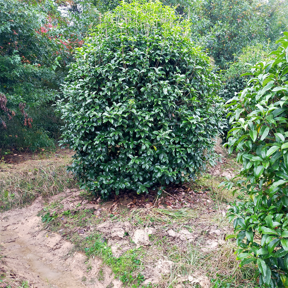 丛生桂花造型地笼桂批发2-5米冠幅不露脚产地直销质量保证