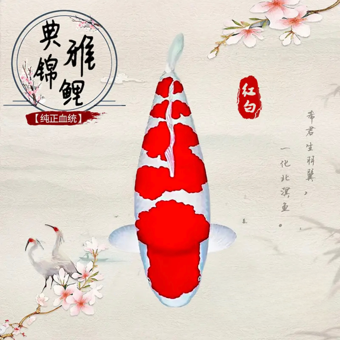 纯种红白三色观赏锦鲤活鱼大型冷水淡水金鱼易养耐活鱼苗-阿里巴巴