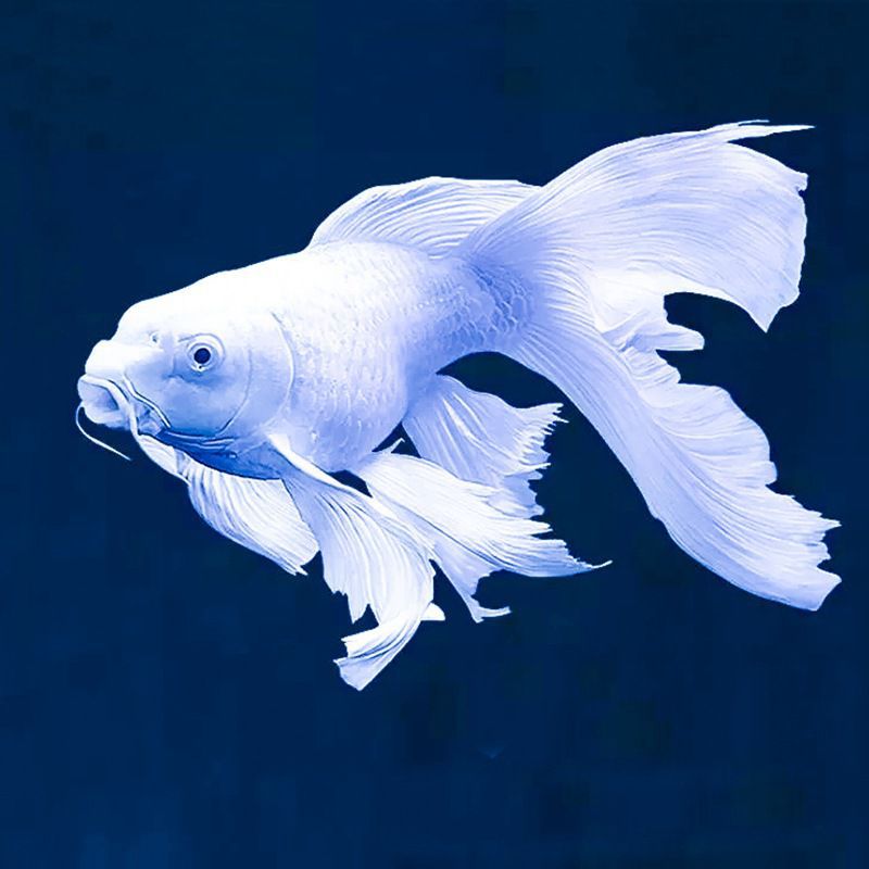 台湾蝴蝶鲤白金冷水观赏鱼苗淡水短身龙凤长尾锦鲤贵妃纯种