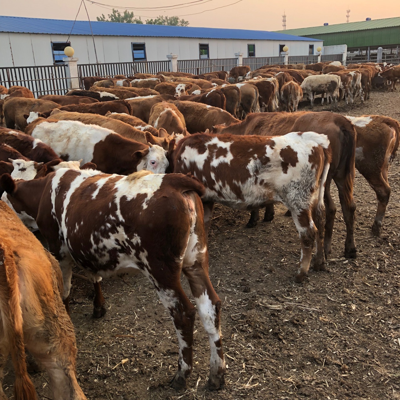 山东大规模肉牛养殖场西门塔尔肉牛育肥牛长势快个头大肉质鲜美