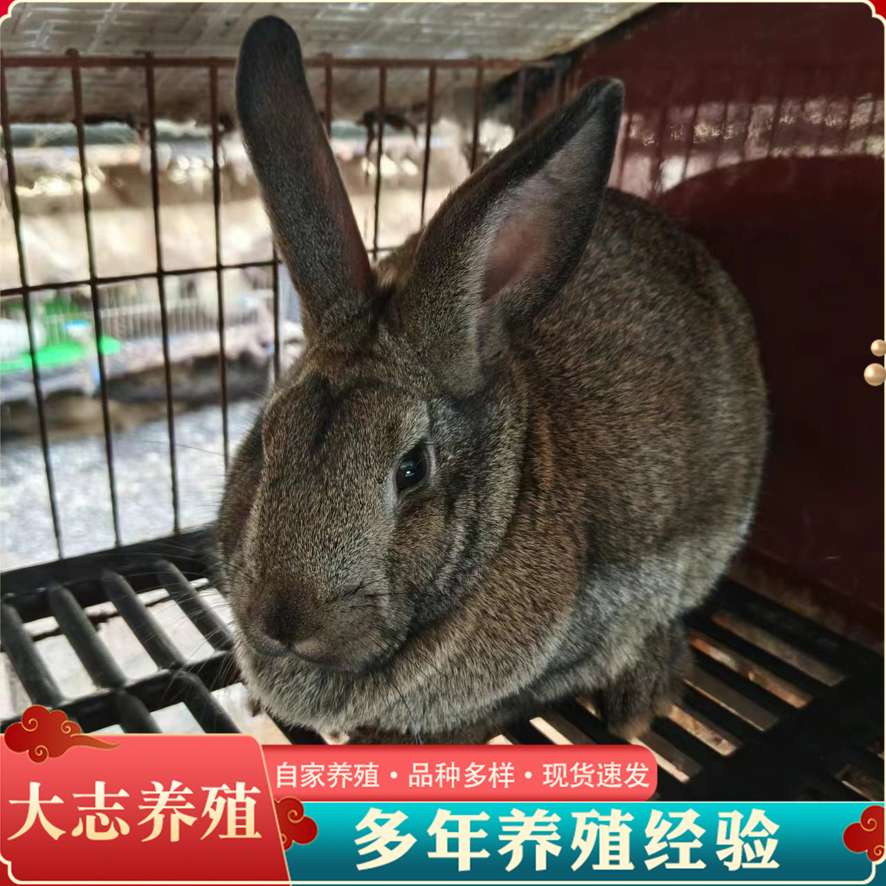 优质大体麻兔比利时肉兔活体耐高温比利时幼兔高产成年兔比利时兔