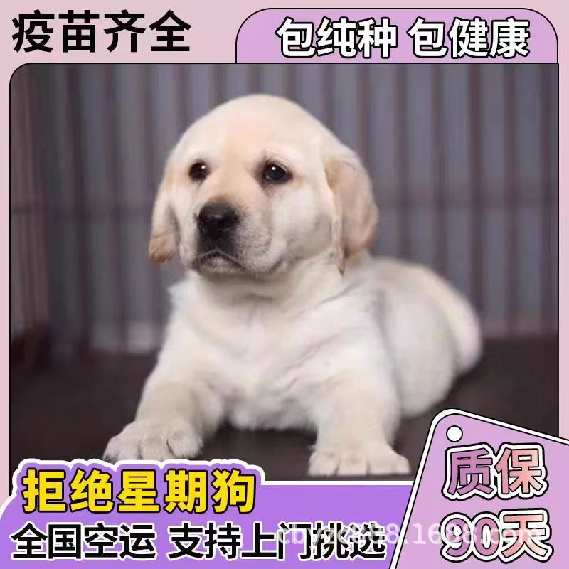 出售纯种双血统拉布拉多犬活体幼犬宠物狗宠物犬拉布拉多纯黑小狗